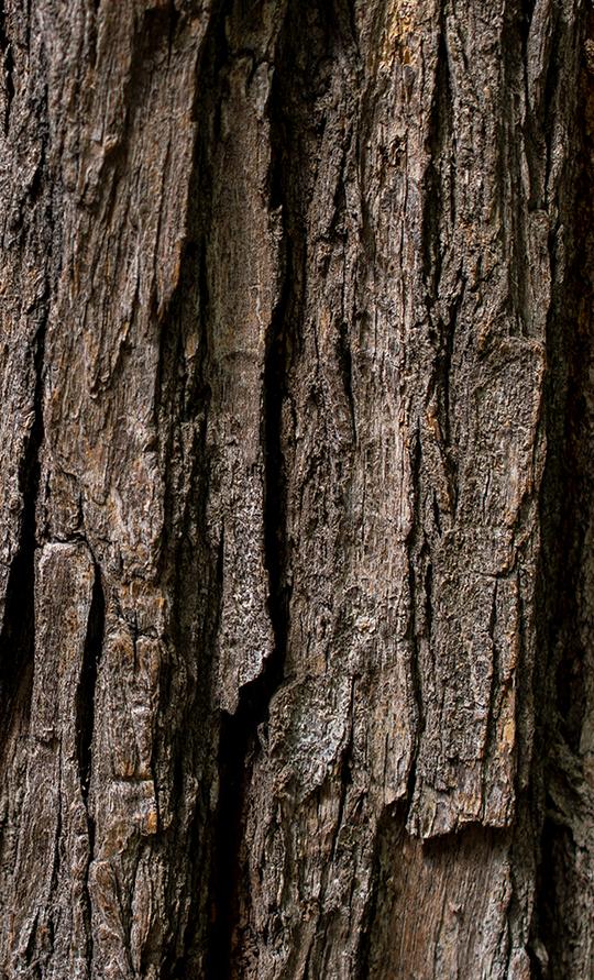 A close-up of a tree bark